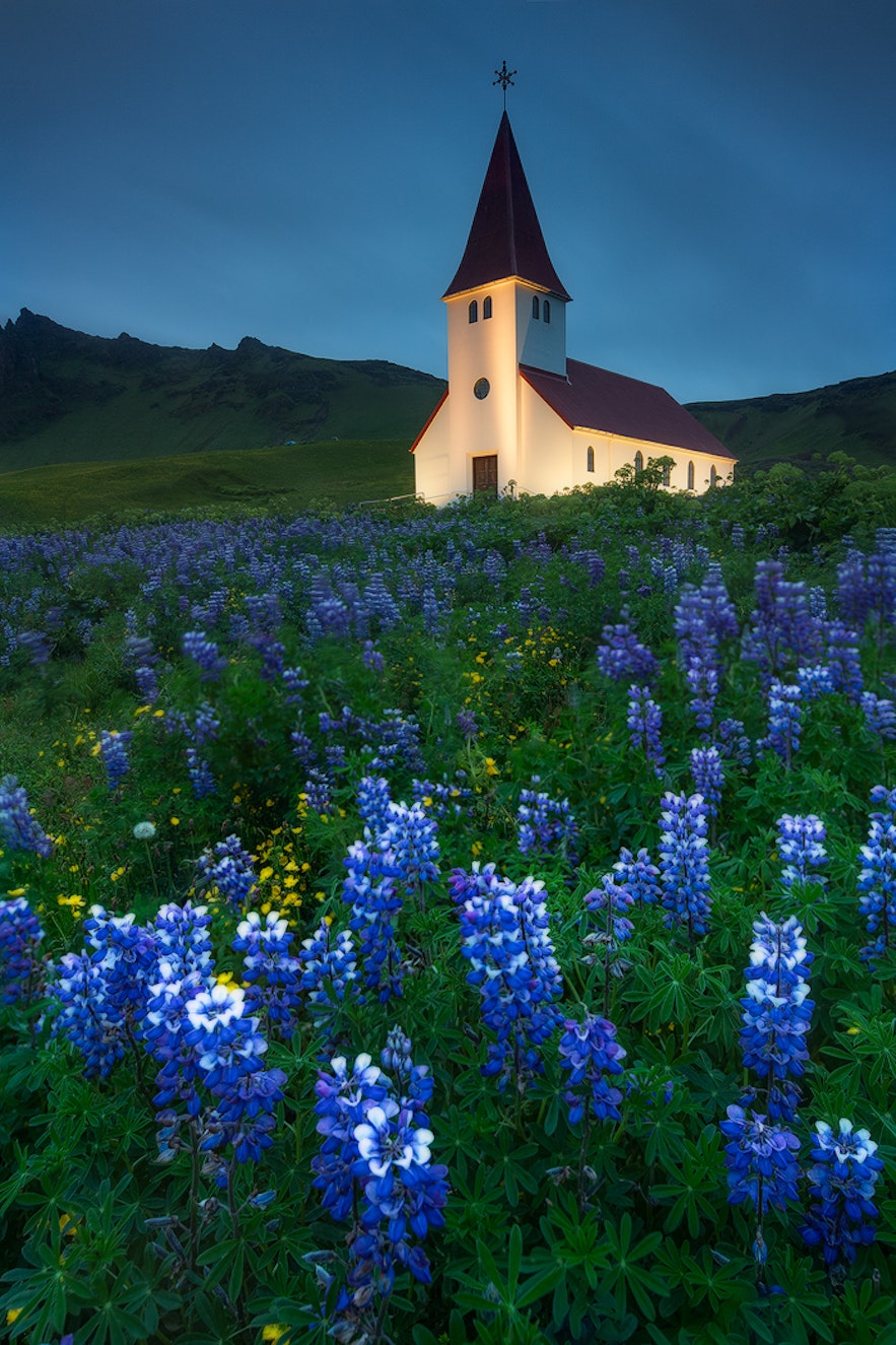 冰岛夏季被鲁冰花簇拥的维克镇教堂