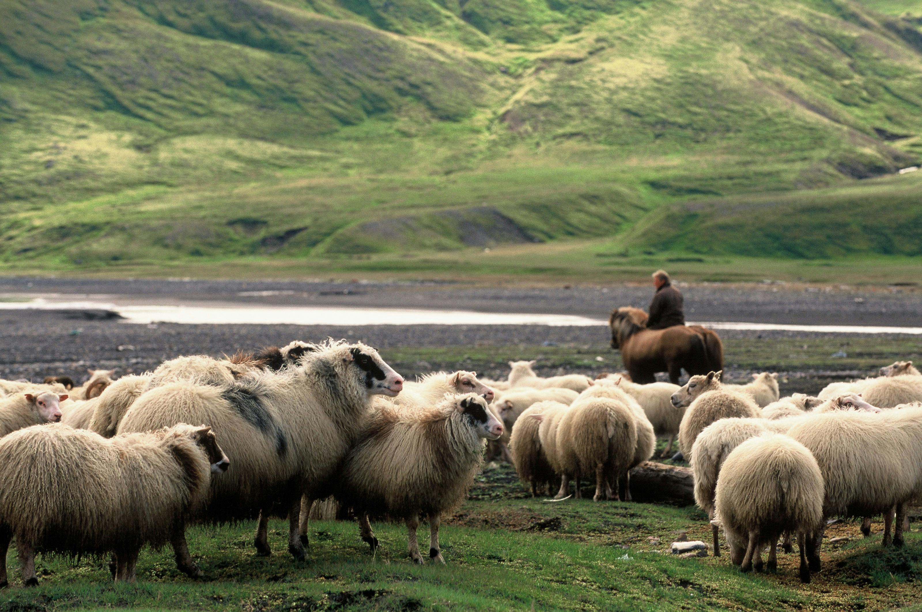 A local getting ready for sheep roundup, near Borgarfjörður Eystri, Iceland.
