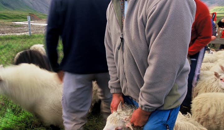 在圈羊节期间会看到许多年轻的冰岛人带着羊回到他们的羊圈