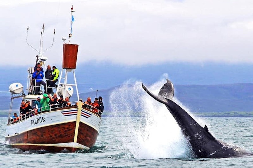 Husavik is known as the Whale-Watching Capital of Iceland