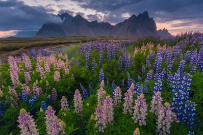 The jagged peaks of Vestrahorn mountain in the summer.