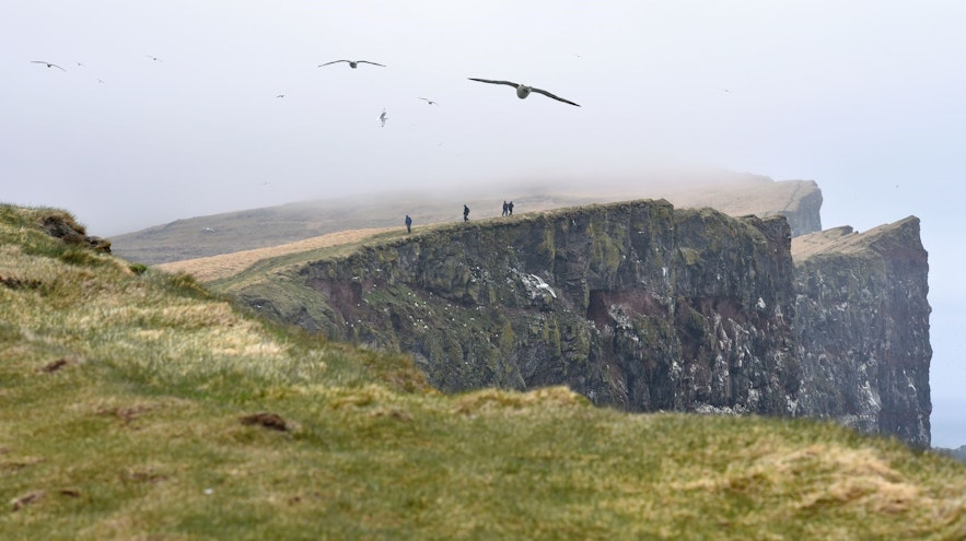 Latrabjarg is a stunning location for puffin spotting