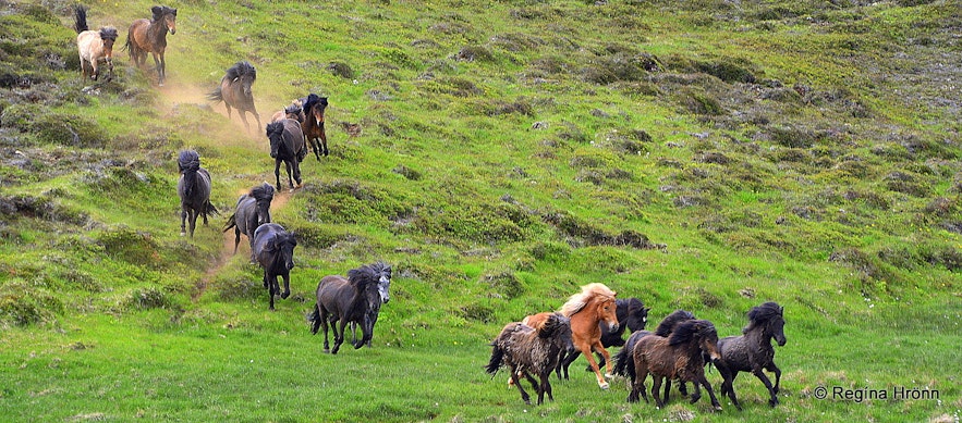 Icelandic horses running