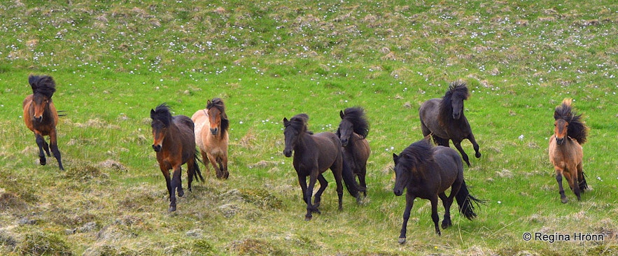 Icelandic horses running