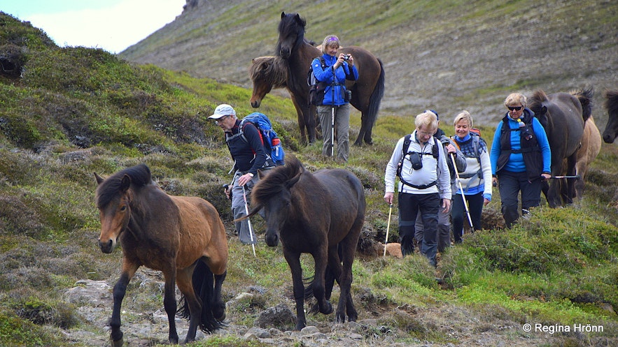 Icelandic horses by Mt. Hestfjall