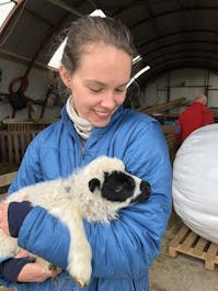 A spring lamb enjoying cuddles in the arms of a visitor.