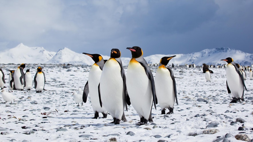 冰岛虽不能看到企鹅，但是却可以看到可爱的海鹦和北极狐