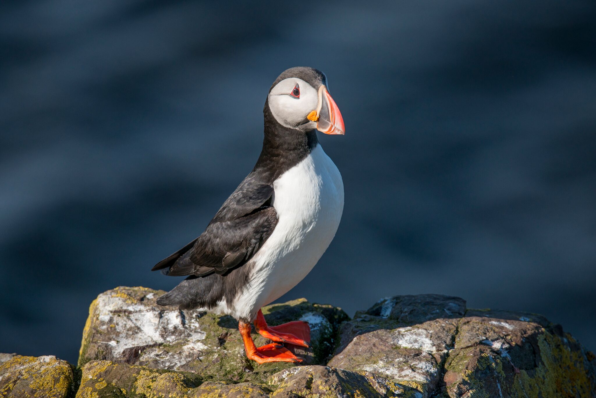 A puffin in the sun, scouting for food.