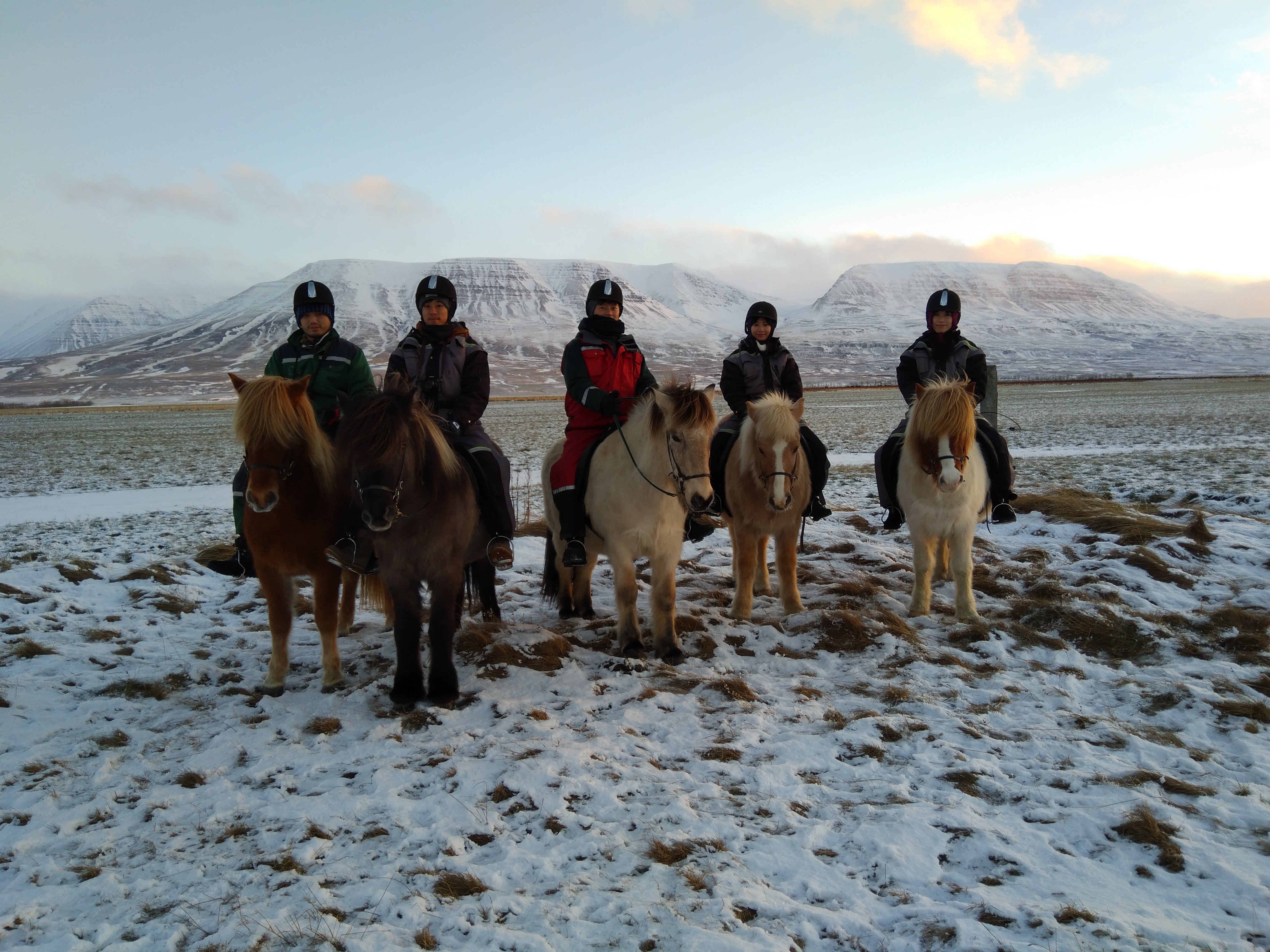 Scenic 1.5 Hour Winter Horseback Riding in the Countryside of North Iceland