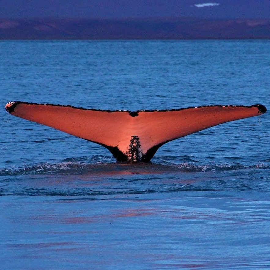 Whale Watching ist eine der beliebtesten Aktivitäten in Island.