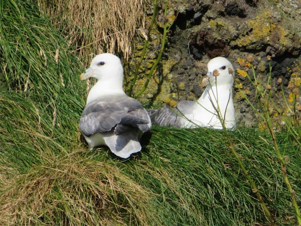 Seabirds and Cliff Adventures 