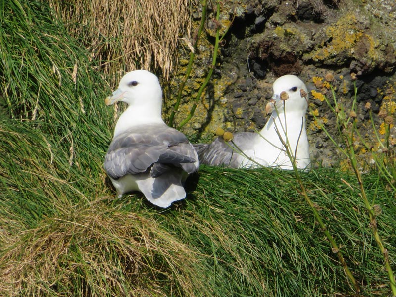 Seabirds and Cliff Adventures | Guide to Iceland