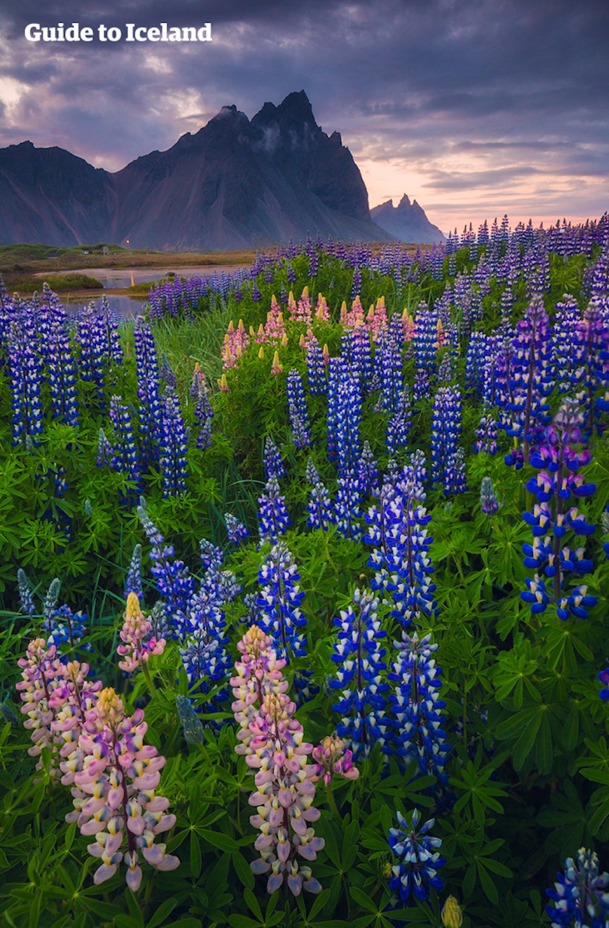 Vestrahorn is the Batman Mountain in south-east Iceland.