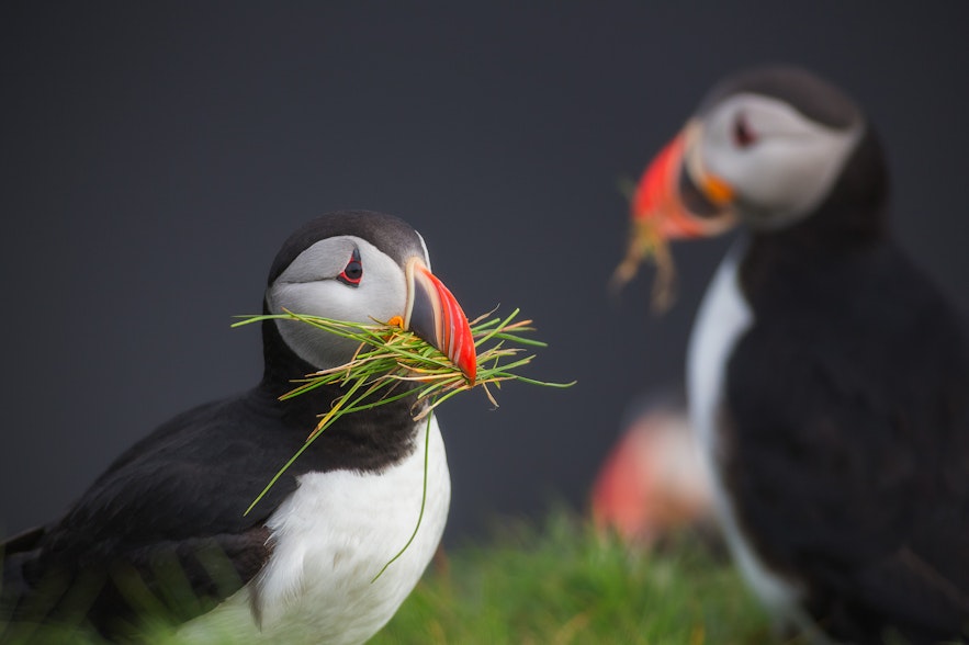 Puffins sharing lunch