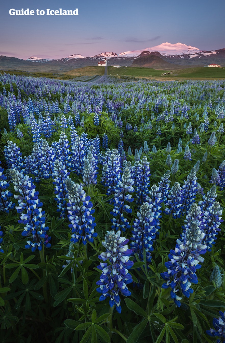 Billede af Snæfellsjökull bag en mark med lupiner.