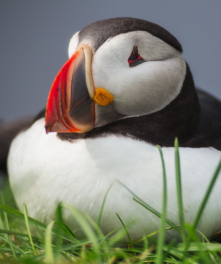 Puffins come to Iceland to nest in the Spring and Summer.