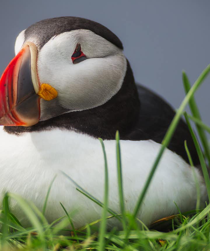 The Best Places in Iceland to Spot Puffins