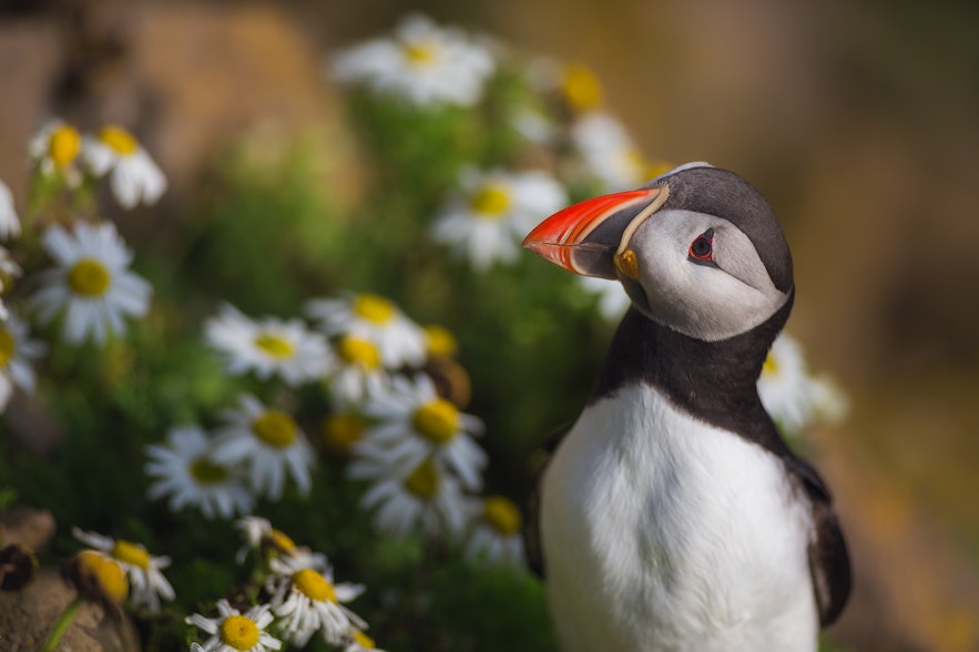 Another puffin bathing in the Midnight Sun.