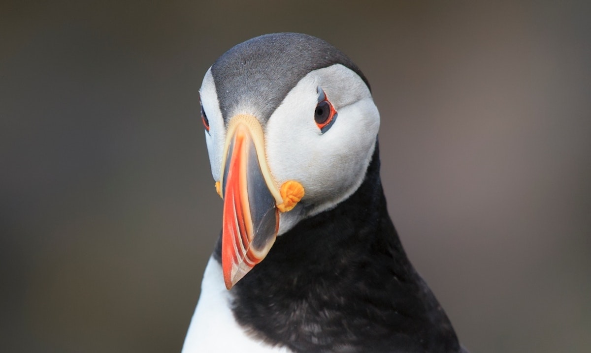 The Secret of This Puffin's Big Beak