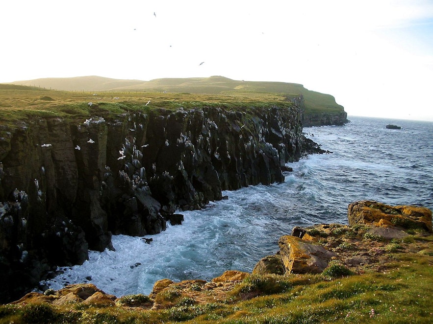 Cliffs on Grímsey are often covered with nesting seabirds.