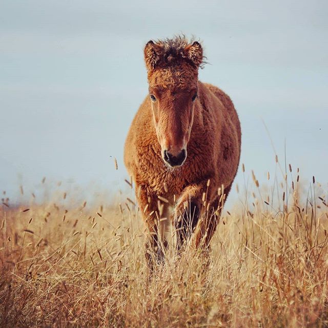 Icelandic Horses are smaller than horses found elsewhere.