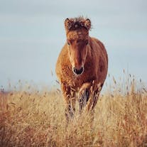Icelandic Horses are smaller than horses found elsewhere.