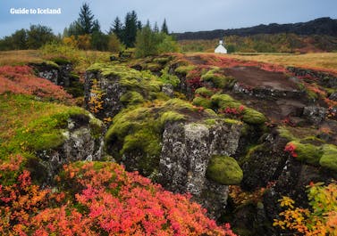 Moss-covered lava fields at Thingvellir National Park, which is one part of the famous Golden Circle route.