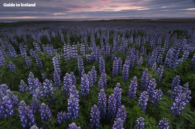 A field of blue lupine flowers in the summertime.