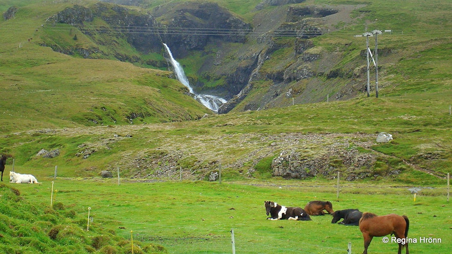 Kvernárfoss waterfall and Icelandic horses at Kverná farm