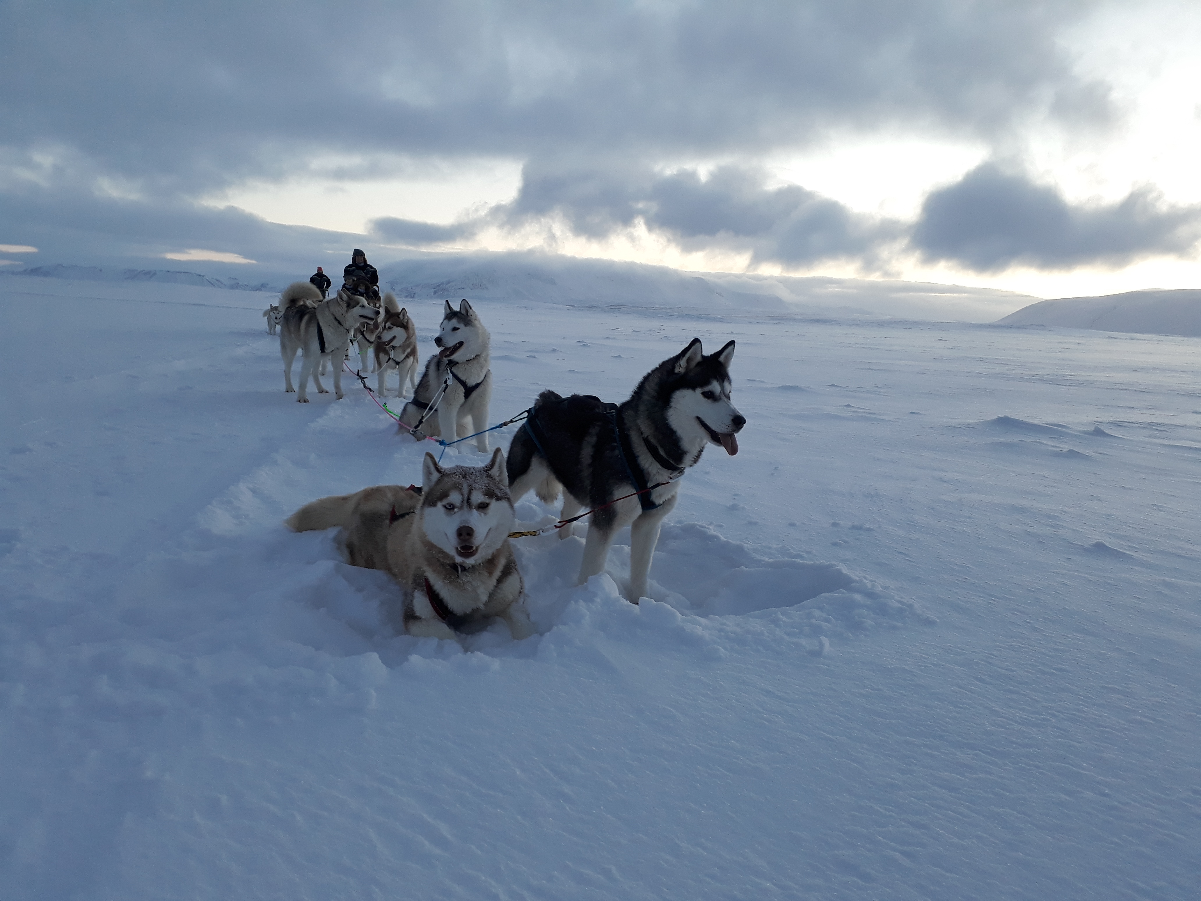 Dog Sledding & Snowmobile At Lake Myvatn 