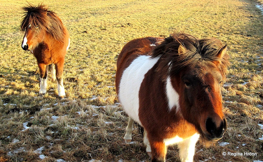 Icelandic horses in he wintertime
