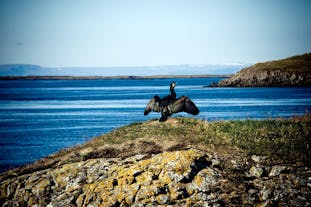 2,5-godzinny prom Baldur z Fiordów Zachodnich na półwysep Snaefellsnes przez wyspę Flatey