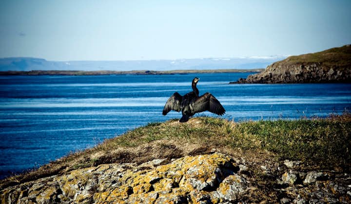 2,5-godzinny prom Baldur z Fiordów Zachodnich na półwysep Snaefellsnes przez wyspę Flatey