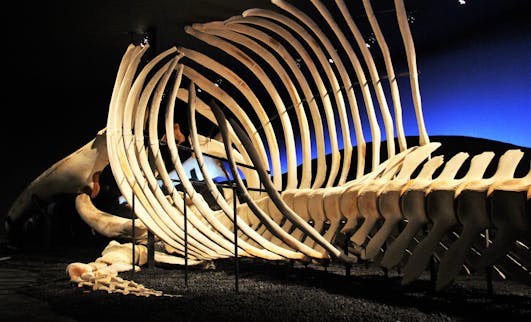 Húsavík Whale Museum in Iceland 