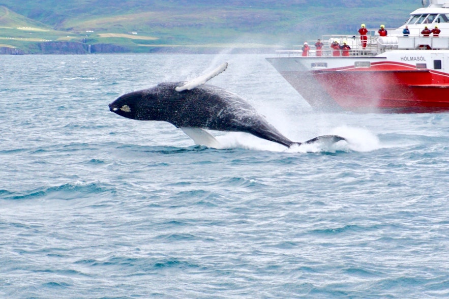 Ein Wal bei einem Sprung aus dem Wasser vor Akureyri