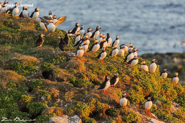 A group of puffins gather on a cliff in Iceland.
