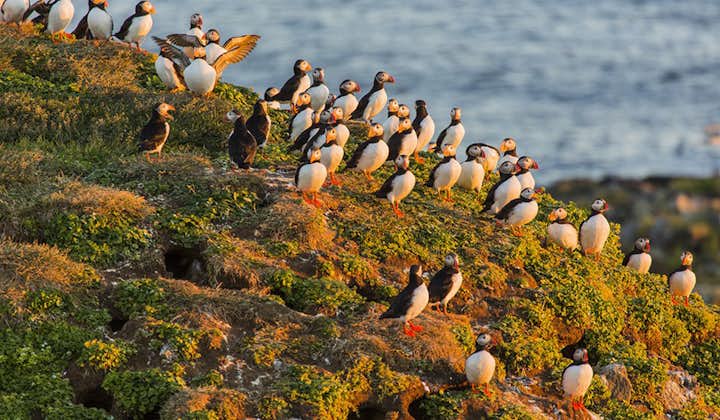 A group of puffins gather on a cliff in Iceland.