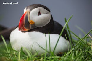 The Atlantic Puffin nests along Iceland's coast in the summertime.