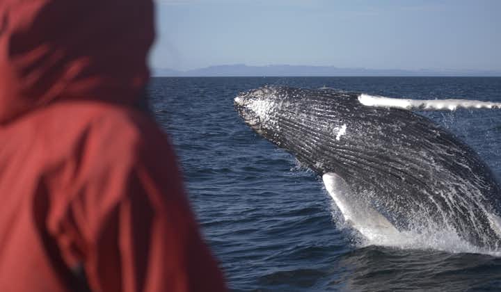 Humpback Whales can be up to fifteen metres long, and are found in Iceland's waters in summer.