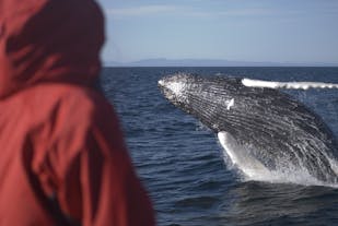 Humpback Whales can be up to fifteen metres long, and are found in Iceland's waters in summer.