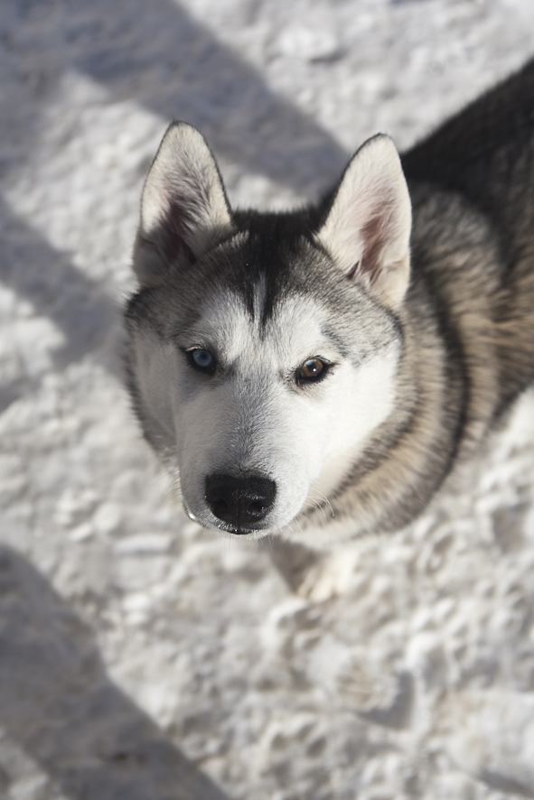 Husky Photo Shooting & Cuddling Tour in North Iceland