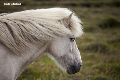Icelandic horses are friendly and very intelligent.