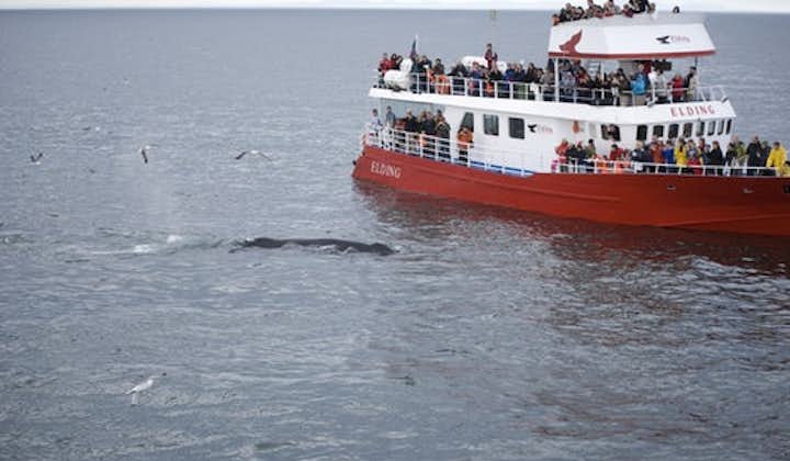 Many of Iceland's whales are not afraid to get close to the boats, but the boats always ensure they never make the first move.