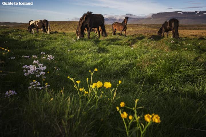 Icelandic horses can be found throughout the country in both summer and winter.