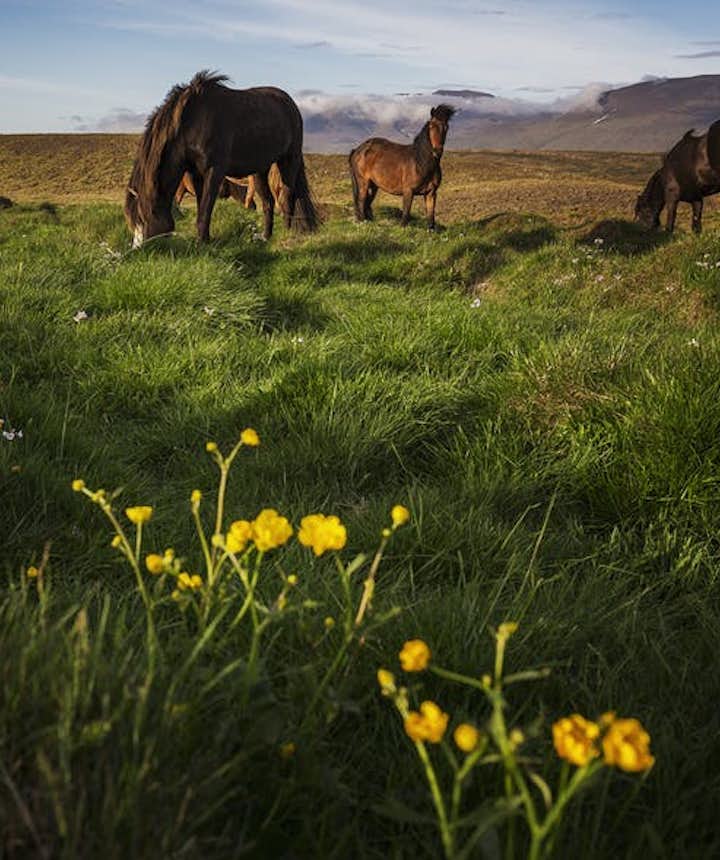 Islandzkie konie na pastwisku.