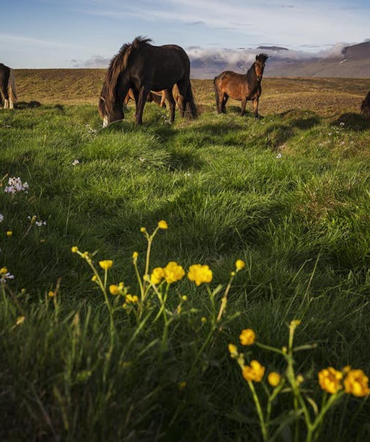 Islandzkie konie na pastwisku.
