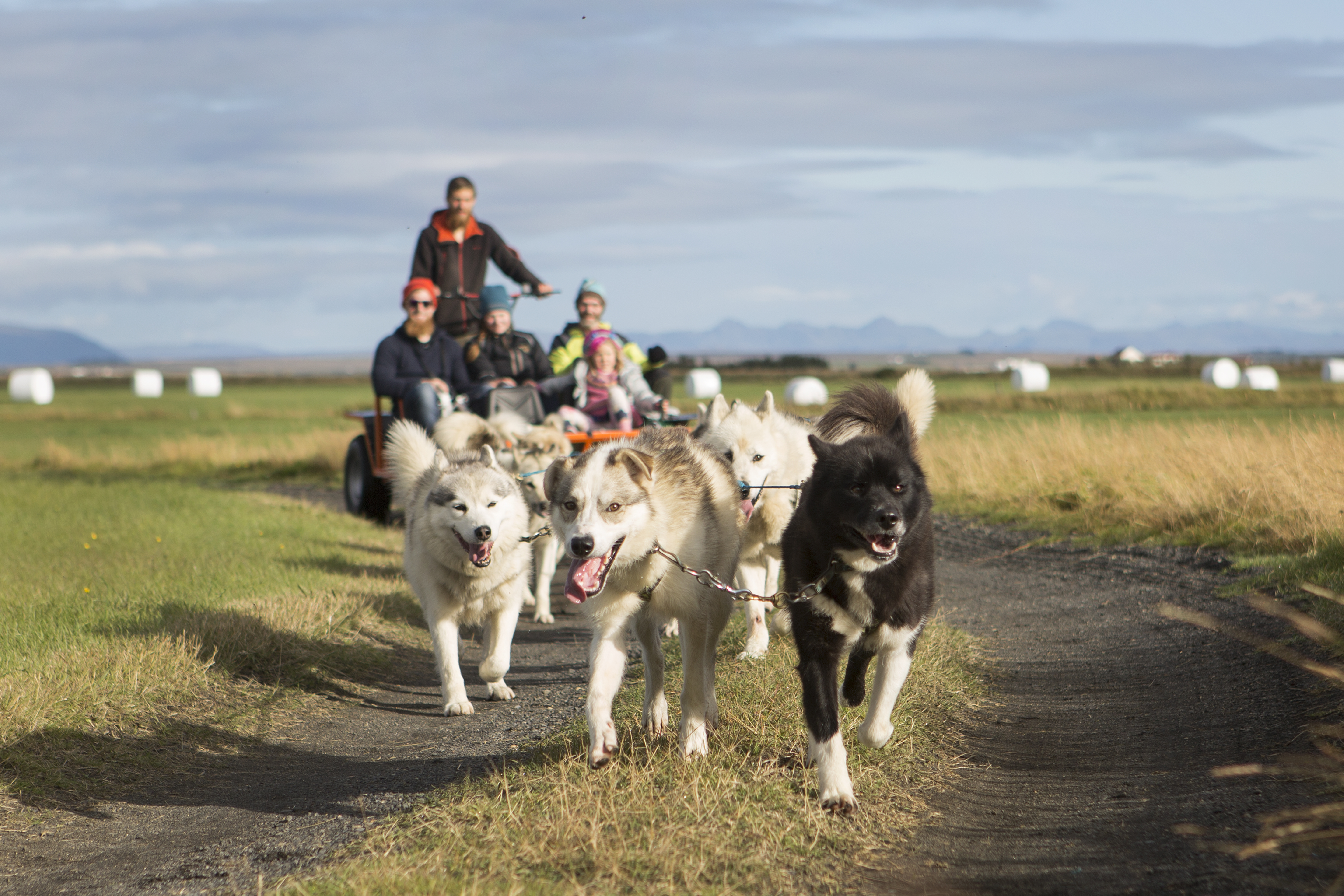 1-Hour Dog Cart Ride | Pick up from Reykjavik