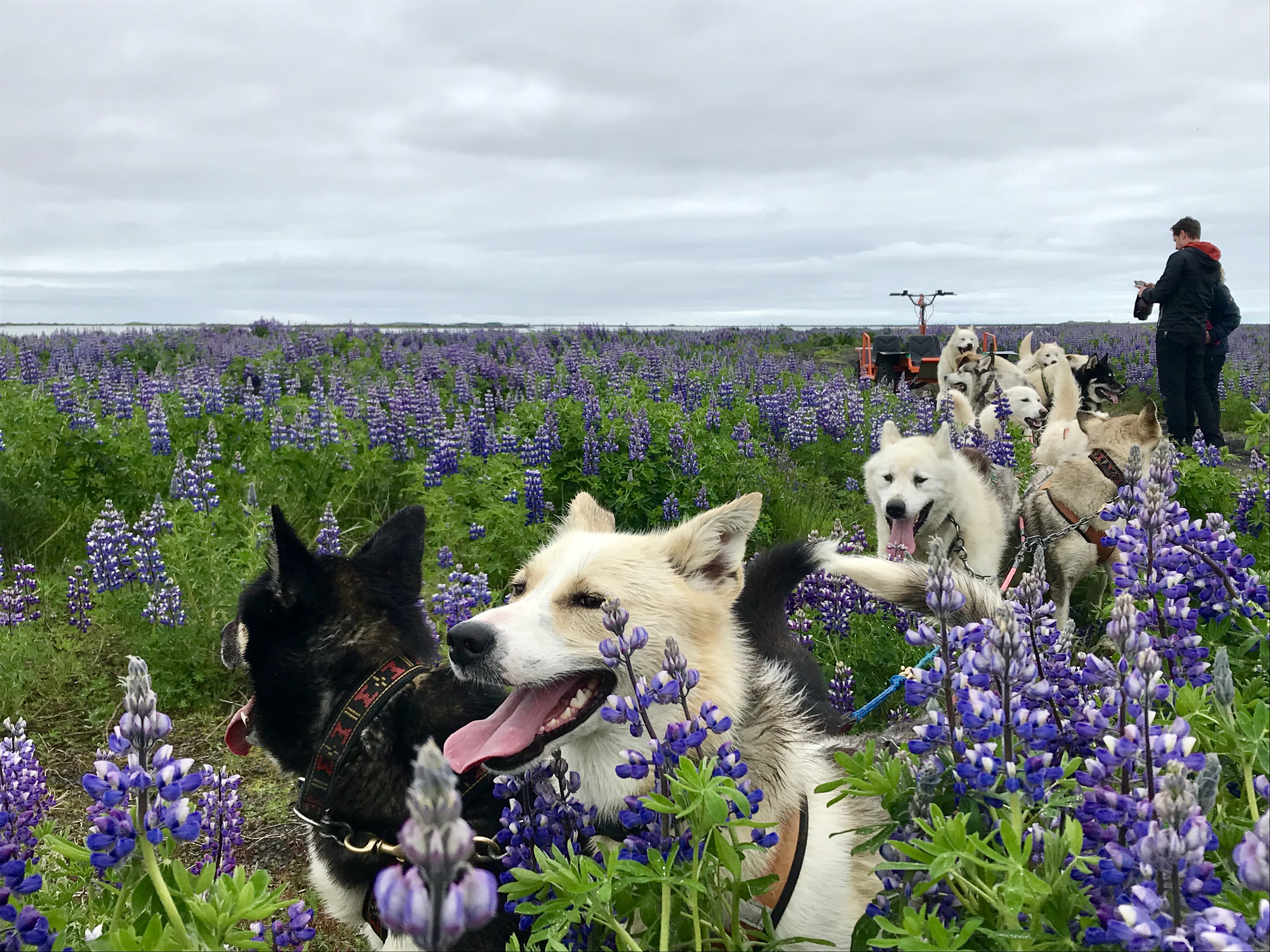Husky dry-land sled dogs in a field.