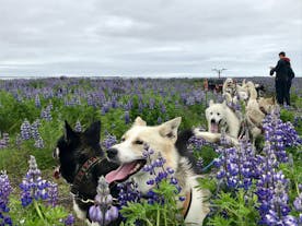 Husky dry-land sled dogs in a field.