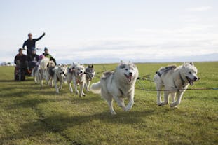 来冰岛体验一次独一无二的草地雪橇犬拉车项目